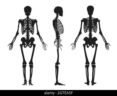 Menschliche schwarze Silhouette des Skeletts. Oberteil mit Totenkopf-Brustkorb und von vorne und von der Seite im Profil gedrehten Armen Stock Vektor