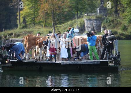 Konigssee, Deutschland. Oktober 2021. 02. Oktober 2021, Bayern, Schönau am Königssee: Kühe, die mit Bändern, Kränzen und Glocken geschmückt sind, stehen auf einem Lastkahn während ihrer Überfahrt über den Königssee, ebenfalls begleitet von einem Kamerateam. Auf Booten wurden nach dem Sommer Kühe von der Alm am Königssee nach Hause gebracht. Die Tiere der Saletalm wurden am Samstag bei sonnigem und kühlem Herbstwetter auf Lastkähne über das Wasser gefahren. Foto: Kilian Pfeiffer/dpa Quelle: dpa picture Alliance/Alamy Live News Stockfoto