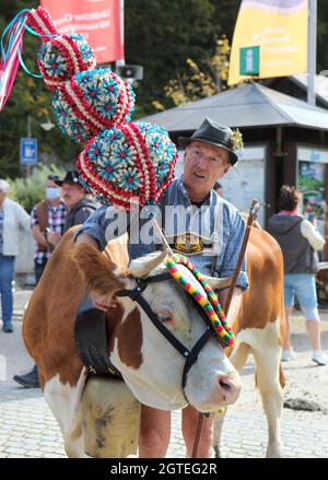 Konigssee, Deutschland. Oktober 2021. 02. Oktober 2021, Bayern, Schönau am Königssee: Eine Kuh, die mit Bändelkränzen und Glocke geschmückt ist, wird für ihre Überquerung über den Königssee vorbereitet. Auf Booten wurden nach dem Sommer Kühe von der Alm am Königssee nach Hause gebracht. Die Tiere der Saletalm wurden am Samstag bei sonnigem und kühlem Herbstwetter auf Lastkähne über das Wasser getrieben. Foto: Kilian Pfeiffer/dpa Quelle: dpa picture Alliance/Alamy Live News Stockfoto