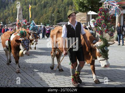 Konigssee, Deutschland. Oktober 2021. 02. Oktober 2021, Bayern, Schönau am Königssee: Kühe, die mit Bändern, Kränzen und Glocken geschmückt sind, werden durch das Dorf geführt, um den Königssee zu überqueren. Kühe wurden nach dem Sommer auf Booten von den Almen am Königssee nach Hause gebracht. Die Tiere der Saletalm wurden am Samstag bei sonnigem und kühlem Herbstwetter auf Lastkähne über das Wasser getrieben. Foto: Kilian Pfeiffer/dpa Quelle: dpa picture Alliance/Alamy Live News Stockfoto