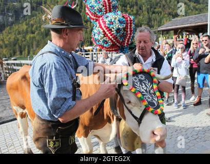 Konigssee, Deutschland. Oktober 2021. 02. Oktober 2021, Bayern, Schönau am Königssee: Eine Kuh, die mit Bändelkränzen und Glocke geschmückt ist, wird für ihre Überquerung über den Königssee vorbereitet. Auf Booten wurden nach dem Sommer Kühe von der Alm am Königssee nach Hause gebracht. Die Tiere der Saletalm wurden am Samstag bei sonnigem und kühlem Herbstwetter auf Lastkähne über das Wasser getrieben. Foto: Kilian Pfeiffer/dpa Quelle: dpa picture Alliance/Alamy Live News Stockfoto