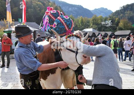 Konigssee, Deutschland. Oktober 2021. 02. Oktober 2021, Bayern, Schönau am Königssee: Eine Kuh, die mit Bändelkränzen und Glocke geschmückt ist, wird für ihre Überquerung über den Königssee vorbereitet. Auf Booten wurden nach dem Sommer Kühe von der Alm am Königssee nach Hause gebracht. Die Tiere der Saletalm wurden am Samstag bei sonnigem und kühlem Herbstwetter auf Lastkähne über das Wasser getrieben. Foto: Kilian Pfeiffer/dpa Quelle: dpa picture Alliance/Alamy Live News Stockfoto