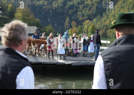 Konigssee, Deutschland. Oktober 2021. 02. Oktober 2021, Bayern, Schönau am Königssee: Kühe, die mit Bändern, Kränzen und Glocken geschmückt sind, stehen auf einem Lastkahn, als sie den Königssee überqueren. Auf Booten wurden nach dem Sommer Kühe von der Alm am Königssee nach Hause gebracht. Die Tiere der Saletalm wurden am Samstag bei sonnigem und kühlem Herbstwetter auf Lastkähne über das Wasser gefahren. Foto: Kilian Pfeiffer/dpa Quelle: dpa picture Alliance/Alamy Live News Stockfoto