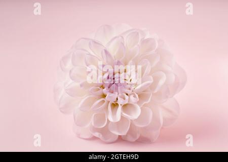 Trendiges Bild einer weißen Blume auf trendigem rosa hintergrundin Nahaufnahme für Dekorationsdesign. Minimalkonzept. Schöne rosa Geschenkkarte mit Kopieplatz. Stockfoto