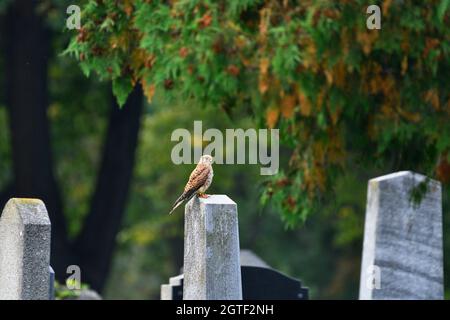 Wien, Österreich. Der Wiener Zentralfriedhof. Kestrel (Falco tinnunculus) sitzt auf einem Grabstein Stockfoto