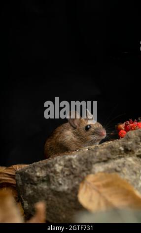 Woodmouse, Apodemus sylvaticus,Nahrungssuche, Herbst in Oxfordshire. Stockfoto