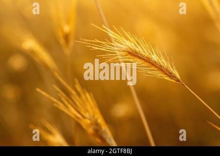 Nahaufnahme von Wildpflanzen bei Sonnenuntergang Stockfoto