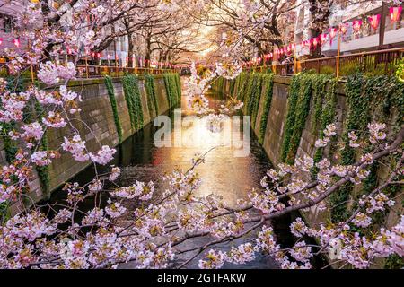 Kirschblüte am Meguro-Kanal in der Dämmerung in Tokio, Japan Stockfoto