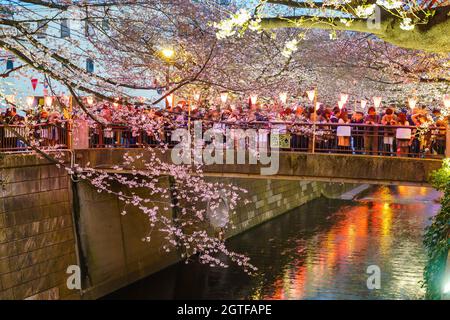Kirschblüte am Meguro-Kanal in der Dämmerung in Tokio, Japan Stockfoto