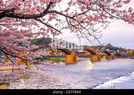 Kirschblüte voller Blüte an der Kintaikyo Bridge, Japan Stockfoto