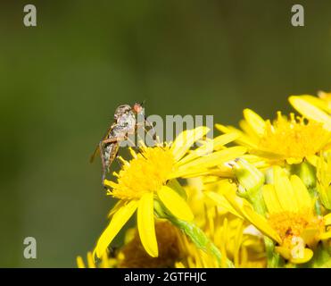 Dolchfliege Empis livida, die sich von Ragwürzeblüten ernährt. Stockfoto