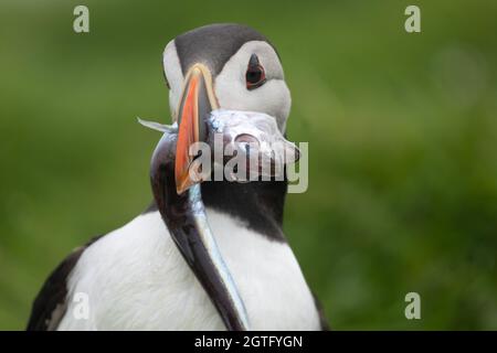 Nahaufnahme eines Papageitauchtauchschnabels, der in seinen Bau zurückkehrt, mit einem großen Fisch im Schnabel. Mykines Island, Färöer Isalnds Stockfoto