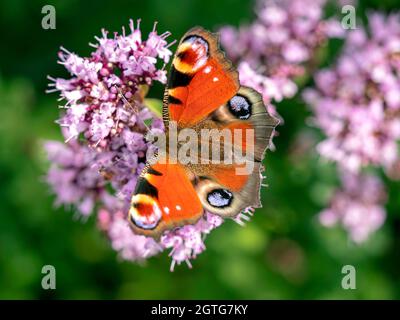 Der Pfauenschmetterling ernährt sich von den Blüten einer Oranganopflanze Stockfoto