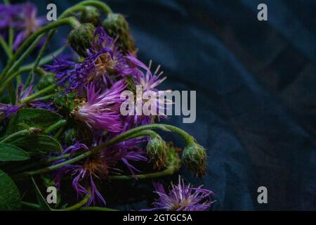 Lila Aster Blumen Blumenstrauß auf dunklen strukturierten Hintergrund Nahaufnahme Stockfoto