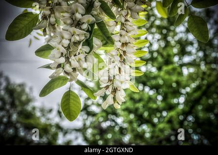 Eine Nahaufnahme der weißen Blüte eines Akazienbaums im Frühling Stockfoto