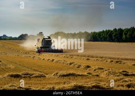 Leistungsstarke landwirtschaftliche Maschine (Claas Mähdrescher) in staubigen Weizenfeld Schneiden & Sammeln Getreide bei der Ernte - North Yorkshire, England, Großbritannien Stockfoto