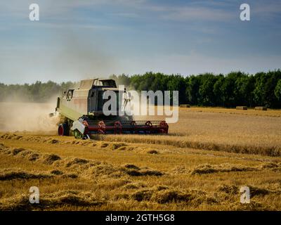 Leistungsstarke landwirtschaftliche Maschine (Claas Mähdrescher) in staubigen Weizenfeld Schneiden & Sammeln Getreide bei der Ernte - North Yorkshire, England, Großbritannien Stockfoto