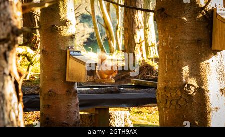 Ein rotes Eichhörnchen, das im Winter in Dumfries und Galloway, Schottland, Nüsse an einer Futterstation in einem schottischen Wald isst Stockfoto