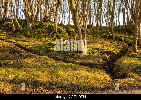 Im Winter hat der Mensch in einem Laubwald Entwässerungsgräben oder -Kanäle geschaffen Stockfoto