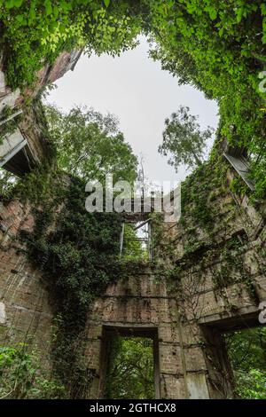 Ohne Dach kann die Natur das ruinierte Herrenhaus von Baron Hill in Beaumaris, Anglesey, North Wales, Großbritannien, zurückerhalten Stockfoto