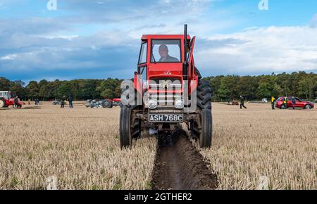 Luffness Mains Farm, East Lothian, Schottland, Großbritannien, 2. Oktober 2021. Charity Pflügen Match: Bauern kämpfen bei der Veranstaltung um Geld für die schottischen Pflügen-Meisterschaften, die von der Pandemie schwer getroffen wurden. Zu den Traktoren gehören hydraulische, nicht hydraulische klassische reversible, klassische und Vintage-Gartenbauarten. Die Jury vergibt Punkte für Geradheit, Öffnungen und Ausgänge sowie eine Vielzahl anderer Merkmale der gepflügten Linien. Im Bild: Ein klassischer konventioneller 1965 Massey Ferguson Traktor Stockfoto