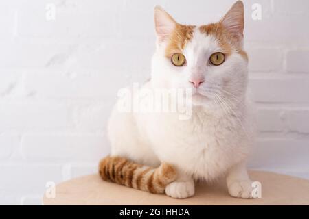 Katze sitzt vor dem Regal Ansichtskarte 