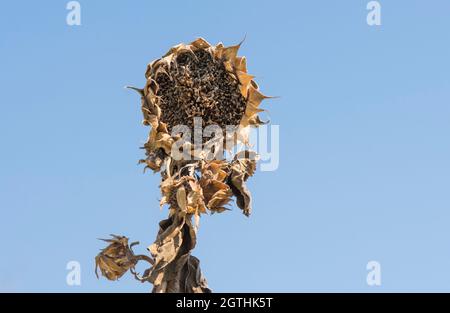 Trockener Sonnenblumenkopf ohne Samen gegen blauen Himmel, Spanien. Stockfoto