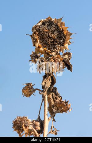 Trockener Sonnenblumenkopf ohne Samen gegen blauen Himmel, Spanien. Stockfoto