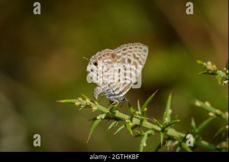 Gemeines Zebrablau oder Langs Kurzschwanzblau, Leptotes pirithous., Eier legen, Andalusien, Spanien. Stockfoto