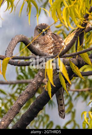 Sperling Hawk sitzt auf einem Baum, der in Blättern versteckt ist Stockfoto