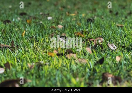 Herbstblatt liegt im trockenen Gras. Verblassenes Herbstgras. Makrofoto der Natur, Herbsthintergrund. Stockfoto