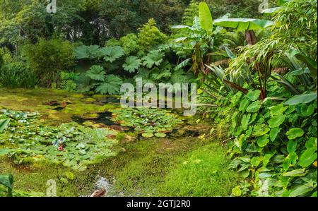 Exotische Laubbepflanzung mit Bananen, Kolocasie, Gunnera und Bambus um die Ränder eines Pools in Tremenheere, Cornwall Stockfoto