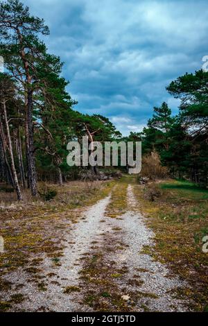 Weg führt durch den Wald an bewölkten Tagen Stockfoto