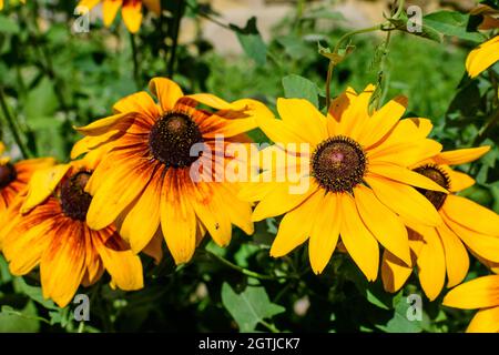 Leuchtend gelbe Blüten von Rudbeckia, allgemein bekannt als Kegelblumen oder schwarze Augen susans, in einem sonnigen Sommergarten, schöne Outdoor-Blumenhintergrund Stockfoto