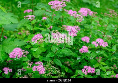 Nahaufnahme eines großen Zweiges mit zarten rosa Blüten von Spiraea nipponica genpei Strauch in voller Blüte und einem kleinen grünen Juni Bug, schöne Aussen Flor Stockfoto