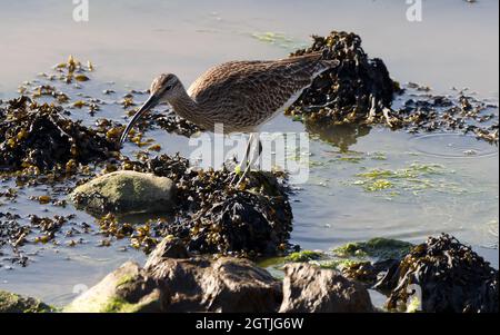 Curlew füttert an Vorhoren Stockfoto