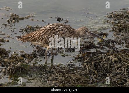 Curlew füttert an Vorhoren Stockfoto