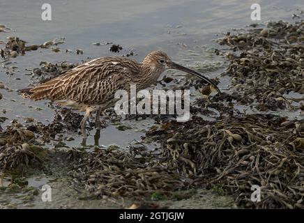 Curlew füttert an Vorhoren Stockfoto