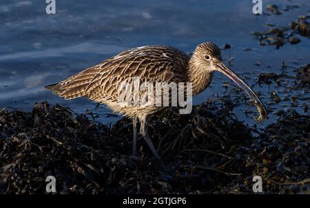 Curlew füttert an Vorhoren Stockfoto