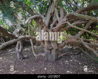 Ein Baum von ungewöhnlicher Form in einem dekorativen Fachwerk Botanischer Garten Emek Hefer in Israel Stockfoto