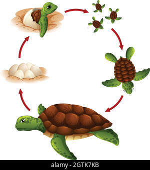 Lebenszyklus der Schildkröte Stock Vektor