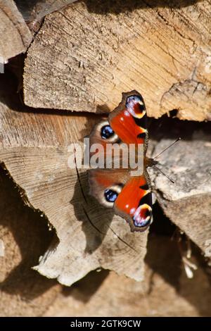 Pfau (aglais io) Schmetterling auf Holzstapel im Garten Stockfoto