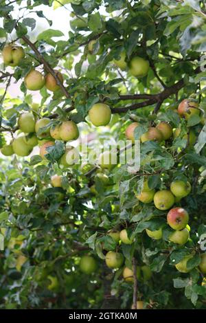 Apfelbaum in Nahaufnahme (Malus domestica) Stockfoto