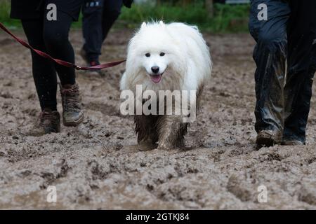 Innerleithen, Tweed Valley, Schottland, Großbritannien. 2. Oktober 2021. Die Zuschauer wurden heute bei der Enduro World Series, Tweed Valley, Schottland, von Regen und Schlamm nicht abgeschreckt, obwohl Alba, der Hund, heute Abend ein gutes Bad brauchen würde! Kredit: Kay Roxby/Alamy Live Nachrichten Stockfoto