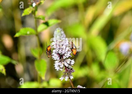 Drohne fliegt im Sommer in Deutschland auf einer Pfefferminzblüte Stockfoto