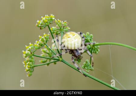 Vier-Punkt-Orb-Weber Stockfoto