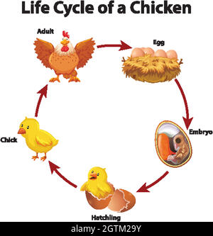 Diagramm mit dem Lebenszyklus von Huhn Stock Vektor