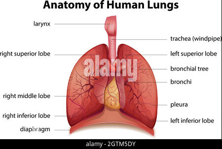 Menschliches Atmungssystem Stock Vektor