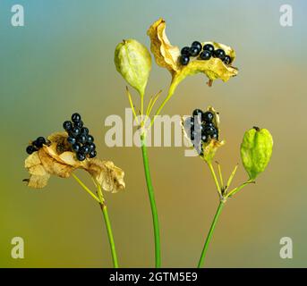 Früchte und Samenkapseln von Brombeerlilien oder Leopardenlilien (Iris domestica) im Herbst in einem Garten im Zentrum von Virginia. Mitglied der Familie der Iris und gebürtige o Stockfoto