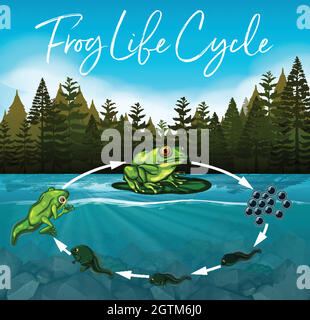 Frosch-Lebenszyklus-Konzept Stock Vektor